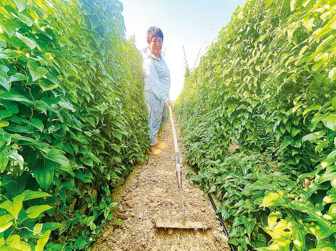 山藥種植成富民產(chǎn)業(yè)，國家濮陽經(jīng)濟(jì)技術(shù)開發(fā)區(qū)技術(shù)開發(fā)獲媒體聚焦