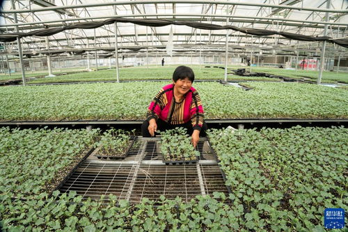 河北永清 以技術(shù)創(chuàng)新驅(qū)動(dòng)綠色蔬菜種植，筑牢京津“菜籃子”保障線