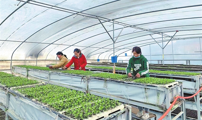 創(chuàng)新驅(qū)動(dòng)引領(lǐng)綠色崛起 臨滄市科技創(chuàng)新賦能特色種植技術(shù)開發(fā)